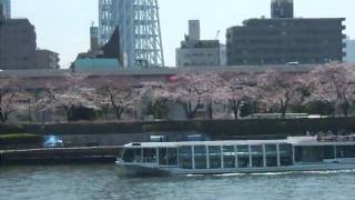 東京桜名所めぐり