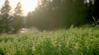 Kodėl man patraukli Tinklinės rinkodaros industrija?