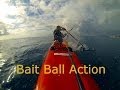 Bait-ball Fishing with Squid Jig - Shaun Reid