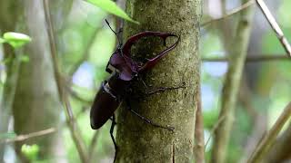 Giant Stag Beetles (Lucanus, elaphus)