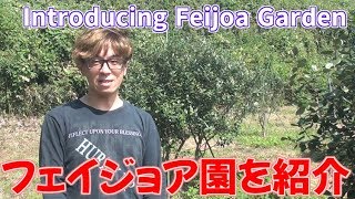 フェイジョア園を紹介する　 Introducing Feijoa Garden