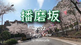 Riding Tokyo Cherry Blossom 2022/文京区播磨坂の桜並木【Motorcycle Honda CB250R】