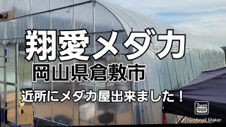 翔愛めだか/岡山県倉敷市/近所にオープンしたので行きました/２０２１．１０．２４日