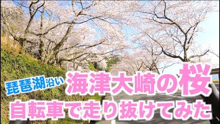 【琵琶湖沿い】海津大崎の桜並木を走り抜けてみた in 滋賀県高島市