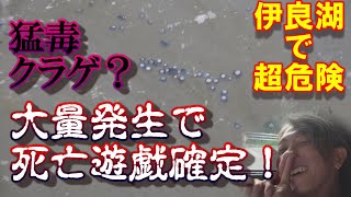 4ｋ【猛毒クラゲ？大量発生で死亡遊戯！】伊良湖全日Ｐで超危険、サーフィン！