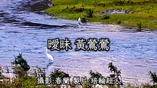 花蓮U_日常美景(曖昧_黃鶯鶯)_20241029