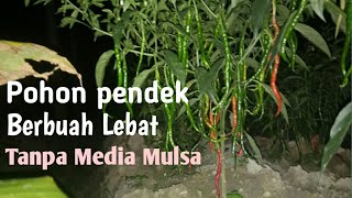 #cmk #cabe #petani #pertanian #gegana CMK Varietas Genjah Berbuah Lebat