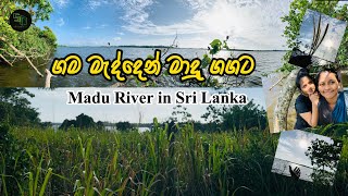 ගම මැද්දෙන් මාදු ගඟට🍃🏞️|| Madu River in Sri Lanka | Galle | Travel | Visit Sri Lanka.