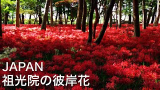 ★JAPAN【祖光院】彼岸花の赤い絨毯　ミニ巾着田のヒガンバナ　秋　千葉県　Spider lily, Cluster amaryllis,  Nature, Flower, Autumn, Fall