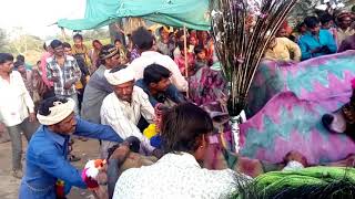 गाय गोहरी आदिवासी समाज की परापरा(बुडकुई बड़ी)