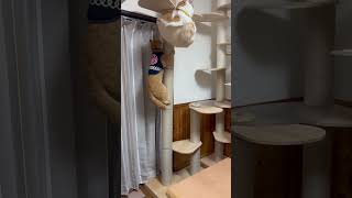 木登り猫　#cat #猫 #maincoon #メインクーン #猫動画 #茶トラ猫 #茶トラ #love