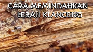 PEMINDAHAN LEBAH KLANCENG