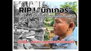 RIP  บิ๊กเกอร์ จงอางใจดี  #จากไปอีกแล้วบิ๊กเกอร์ #จงอางใจดี #จงอางสร้างบุญ