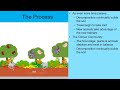 ecological succession primary vs secondary