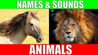 ANIMAL NAMES AND SOUNDS for Kids Video Compilation - Learn Animal Names for Children & Toddlers