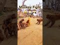 monkeys fighting each other shorts short shortvideo trending funny animals viralvideo monkey