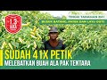 TANAMAN TINGGI 2 M DAN BUAH SANGAT LEBAT | TIPS SUKSES BERTANI