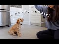 A PUPPY UPDATE | OUR 12-WEEK OLD CAVAPOO!