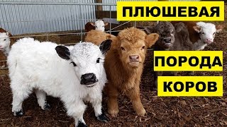 Разведение плюшевых коров как бизнес идея | Плюшевая корова