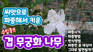 씨앗으로 키운 겹 무궁화나무 키우기