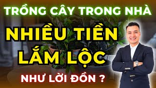 Sự Thật Về Việc Trồng Cây Trong Nhà Có Thực Sự Thu Hút Tài Lộc Như Lời Đồn ? | NHÀ TỐT