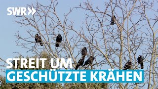 Saatkrähen verärgern Landwirte und Cafébetreiber | Zur Sache! Rheinland-Pfalz