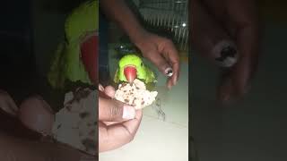 betu ko roti do #shorts #viral #parrotfunnyvideo #parrotspeak #talkingparot