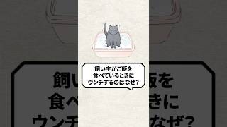 【一問一答】飼い主が気になって眠れない猫のあるある７つ