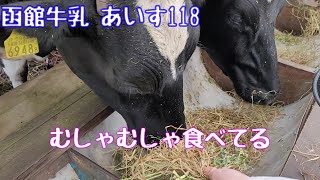 【Vlog】【函館3泊4日旅行】観光編 その3 函館牛乳 あいす118【ソフトクリーム】【牛のエサやり】