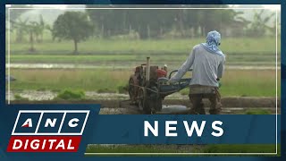 Farmers Group: Cheaper rice imports will put pressure on price of palay procurement | ANC