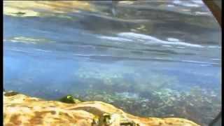 How Do Tides Work?