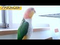 検証 「カラスの声を鳴らしてみたらどうする？編」シロハラインコ ノアのイタズラ対策 white bellied caique ‎@kakinohazushi_noah