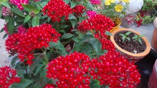 How to take care pentas plant in summer🌹🌹