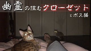 幽霊の住む部屋でボス猫と子猫で寝てみたら怖すぎた【閲覧注意】