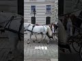 오스트리아 빈 마차행렬 🐎 오스트리아 마차