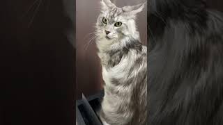 風を感じる猫🐈【メインクーン】 / Cat feeling the wind 🐈 [Maine Coon]  #shorts