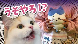 恐怖！またまた新しい猫が増えてブチ切れまくる猫【ちいかわ】【関西弁でしゃべる猫】 【猫アテレコ】