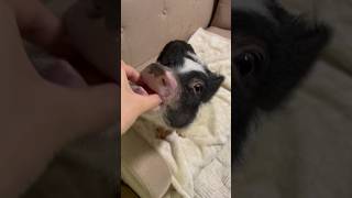 世界一りんごが好き　 #micropig #pig #マイクロブタ #ペット #asmr