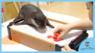 カワウソの目の前でエアホッケーをやるとビンゴとベルの反応が｜Otter Bingo\u0026Belle playing air hockey