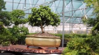 dwarf kingsville boxwood large outdoor bonsai dt5017db video