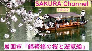 サクラチャンネル２０２２　錦帯橋の桜と遊覧船　９０５