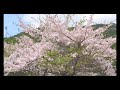 兵庫県宍粟市 引原川沿い「桜」