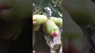 இந்த பழம் யாரு எல்லாம் சாப்பிட்டுயிருக்கிங்க😋#nature#trendingsshorts 🥰