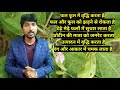 बैगन में लगने वाले रोग और उनका समाधान brinjal disease control rn kushwaha