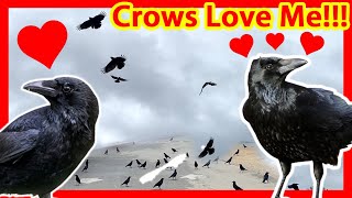 I fed the CROWS for 9 months....see what happened! IT WAS AMAZING!!! (These Crows Love Me!)