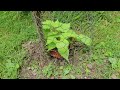 planting american spikenard with american persimmon