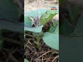 how to prune a young eggplant