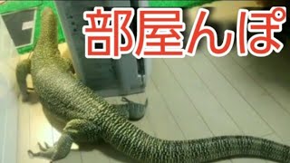 オオトカゲ、自由な部屋んぽ光景！！