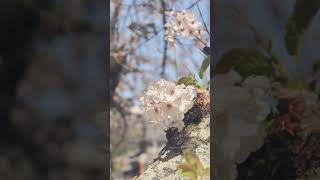 🌸東条川沿いの桜並木～加東市の桜～