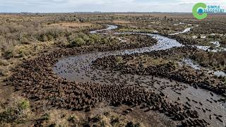 Argentina Releases SOUTH AMERICA'S LARGEST PREDATOR Into The Swamps - A HORRIFIC FOR THE CAPYBARA